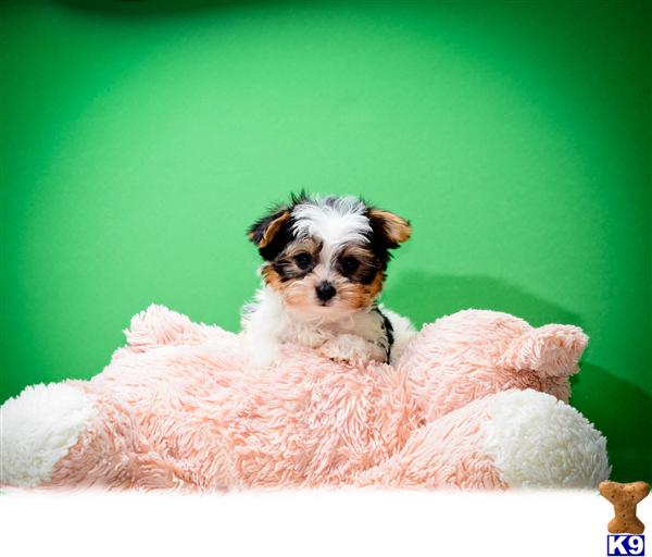 teacup yorkies for sale in cincinnati ohio pomsky puppies for sale cincinnati ohio jpg breeds picture teacup yorkies for sale in cincinnati ohio pomsky puppies for sale cincinnati ohio jpg breeds picture