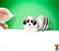 Havanese