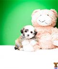 Havanese