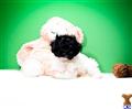 Havanese