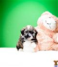 Havanese