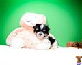 Havanese