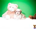 Havanese