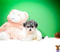 Havanese
