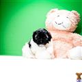 Havanese