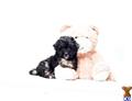 Havanese
