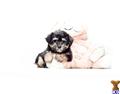 Havanese