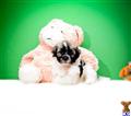 Havanese