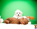 Havanese