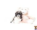 Havanese