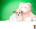 Havanese
