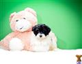 Havanese
