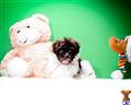 Havanese