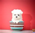 Maltese