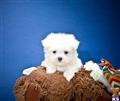 Maltese