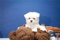 Maltese