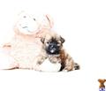 Mixed Breed