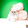 Pomeranian