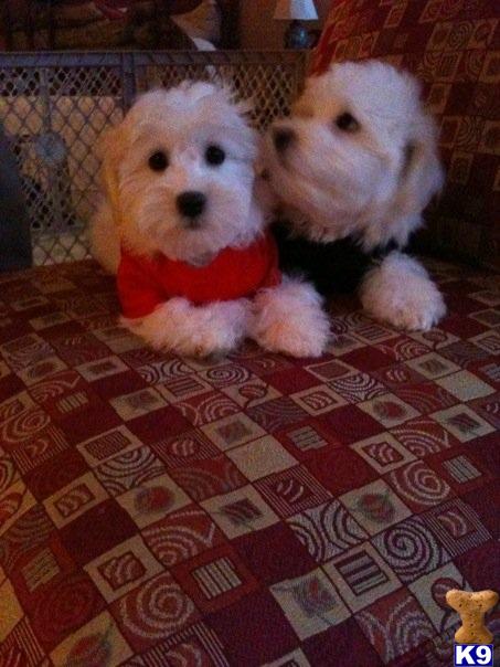 Dogs - Havanese