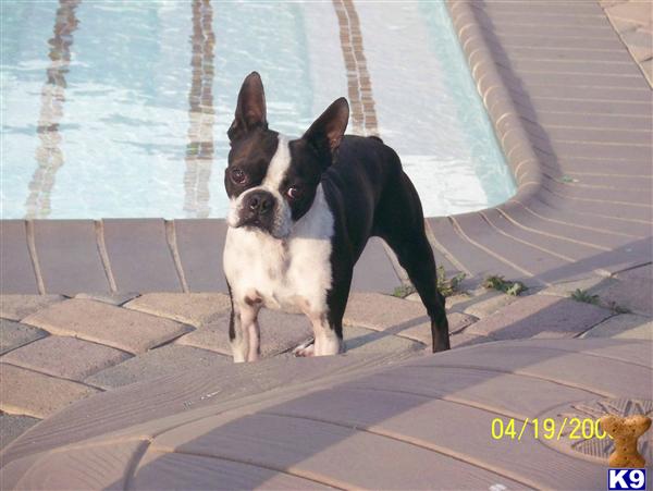 Stud Dogs - Boston Terrier