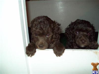 Poodle Puppies in FL