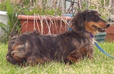 Stud Dogs - Dachshund