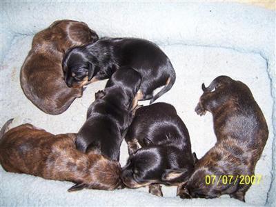 Puppies in Montpelier