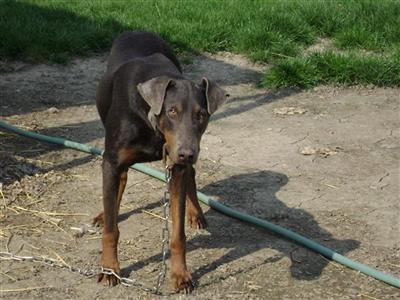 Dogs for Sale in OH
