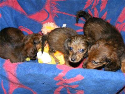 Dachshund Puppies for Sale