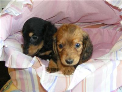 Dachshund Puppies for Sale