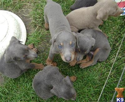Doberman Pinscher Puppies for Sale