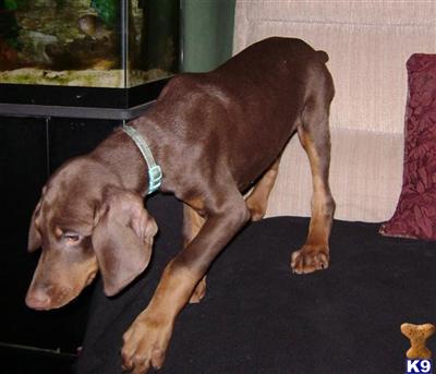 Puppies for Sale