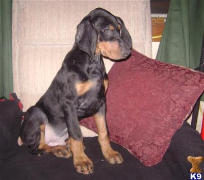Puppies for Sale