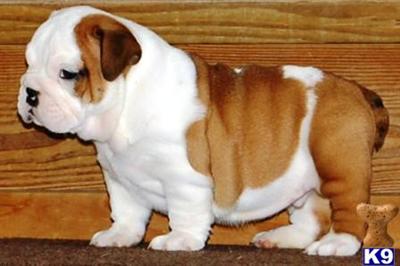 English Bulldog Puppies for Sale