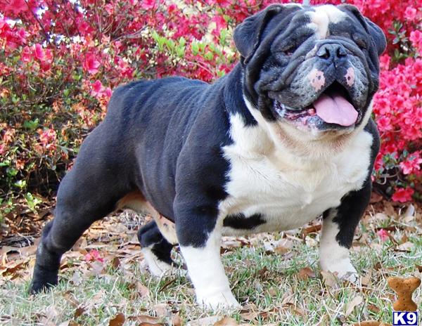 Stud Dogs - English Bulldog