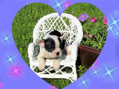 Puppies in MN