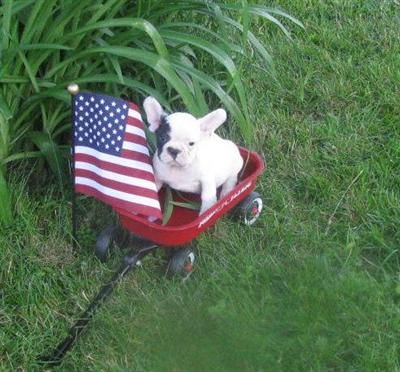 Puppies in MN