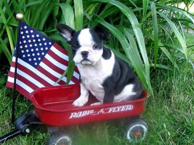 Puppies in MN