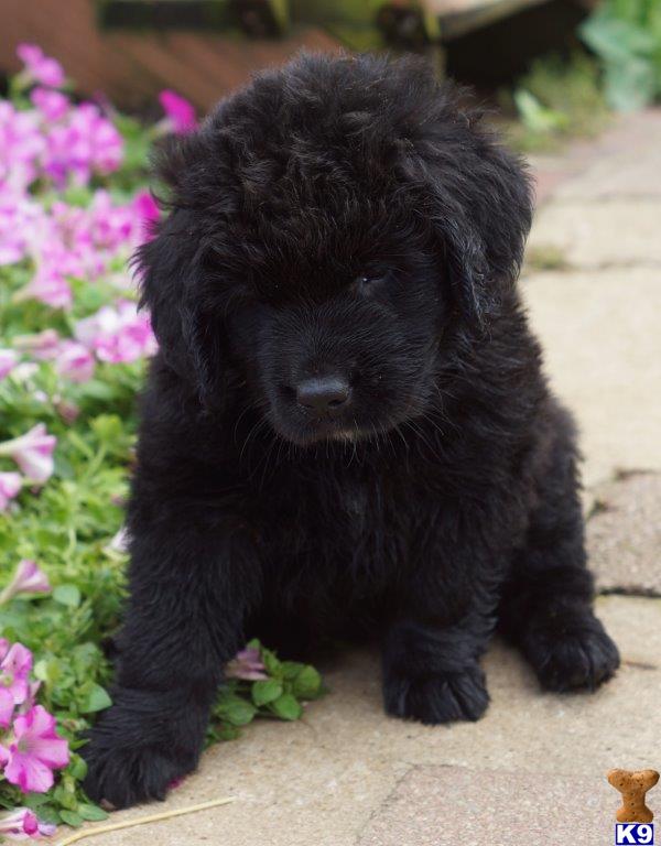 newfoundland puppies in pa document moved newfoundland puppies in pa document moved