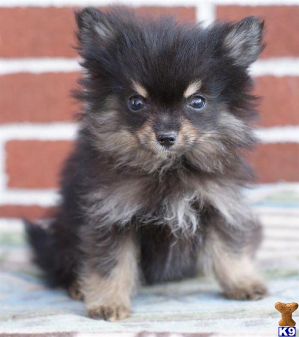 Black Teacup Pomeranian Puppies For Sale In California