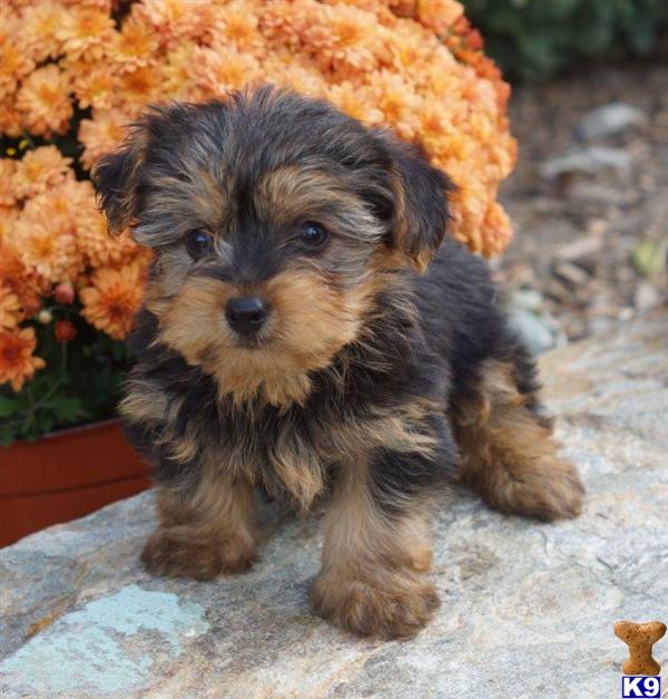 yorkie puppies in pa document moved yorkie puppies in pa document moved