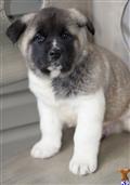 Akita