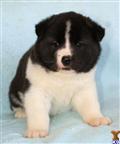 Akita