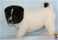 Akita