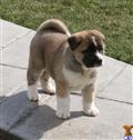 Akita