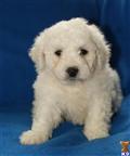 Bichon Frise