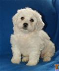 Bichon Frise