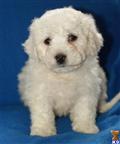 Bichon Frise