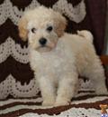 Bichon Frise