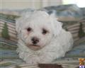 Bichon Frise